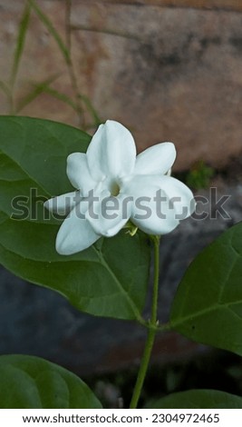 beautiful jasmine flower with wall background