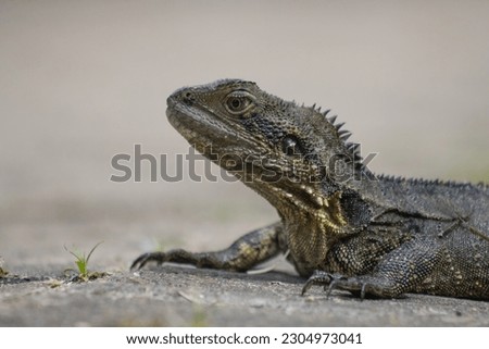 The Picture of Australian Water Dragon lizard laying dawn on the ground with dark gray background.