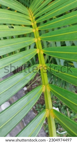 Defocus abstract background of palm leaves