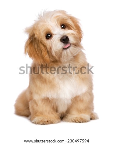 Beautiful happy reddish havanese puppy dog is sitting frontal and looking upward, isolated on white background Royalty-Free Stock Photo #230497594