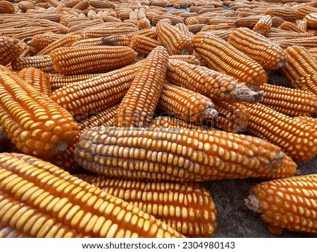 Forage corn that farmers pile up in the sun to remove moisture. Royalty-Free Stock Photo #2304980143
