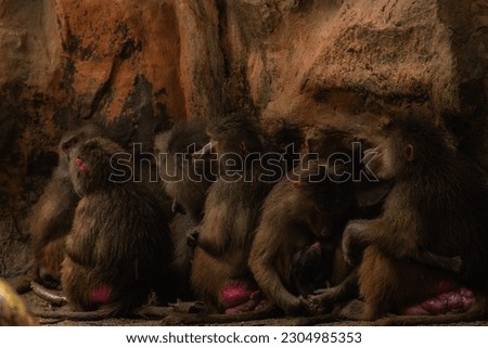 The hamadryas baboon, Papio hamadryas is a species of baboon, being native to the Horn of Africa and the southwestern tip of the Arabian Peninsula. Group is hiding from rain in the cave