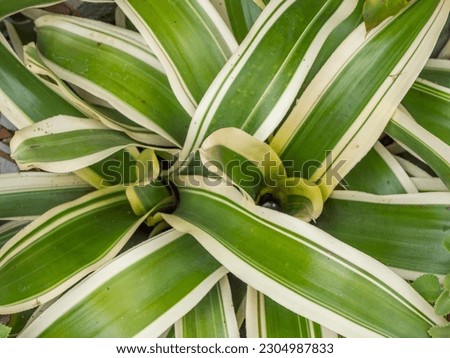 Texture of indoor leaves, close up green and white pattern fresh nature tropical plant