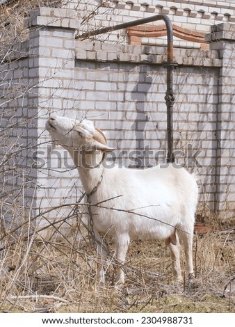 A goat grazing in a village. Summer vibe. Animal picture.. 