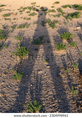 Shadow of photographer and bushon the ground at Sahara desert
