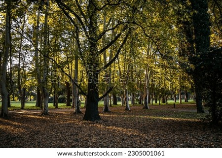 Scenic view of a forest in autumn