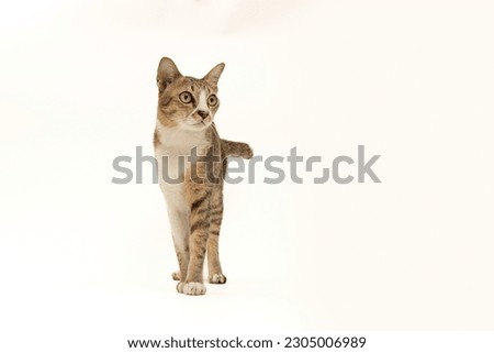 Adorable gray striped Thai cat stands with grace on the table with white background.