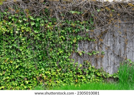An abstract image of thick green ivy vines growing up and covering an old wooden fence. 