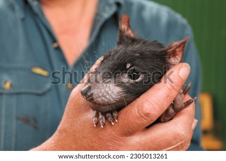 A Tasmanian devil baby held in a human hand Royalty-Free Stock Photo #2305013261