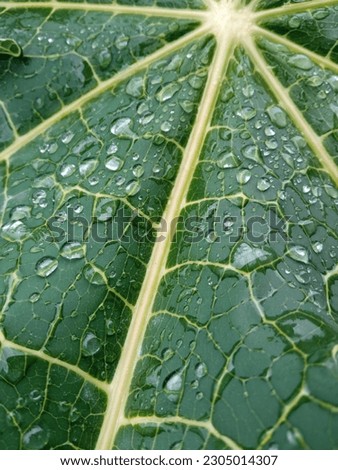 water on papaya leaf after rain in the morning. 
