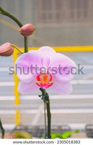 beautiful orchid flower blooming with blur background