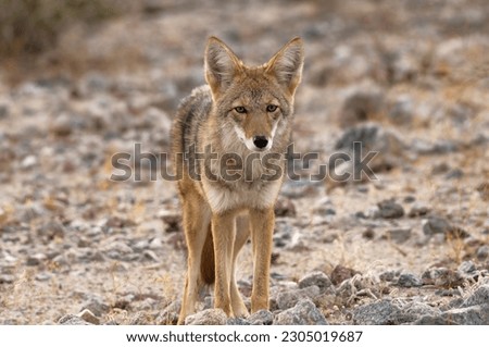 Coyote, Canis latrans, shown in Death Valley National Park, California, United States. Royalty-Free Stock Photo #2305019687