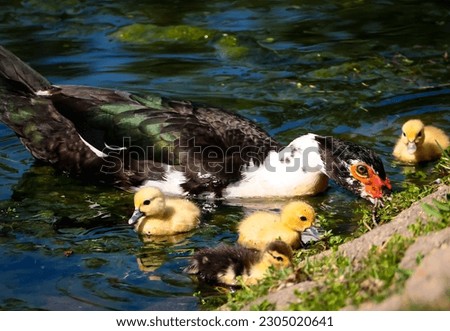 A female Muscovy duck with her yellow and brown baby ducks in the water 