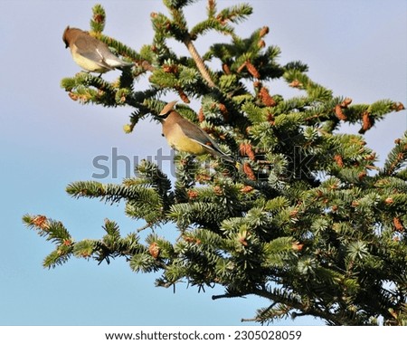 Two Cedar Waxwings are sitting on  an evergreen tree covered with pine cones.