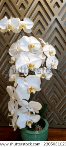 A picture of a white moon orchid in bloom.