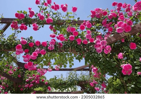 Pink rose flower is in bloom in the rose garden under the blue sky.
The name of this rose is "Parade". Royalty-Free Stock Photo #2305032865