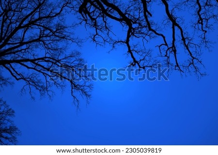 Leafless Oak tree branches silhouette. Black and blue. Natural oak tree branches silhouette on a blue background. Silhouettes of a dark gloomy forest with textured trees. Gothic background. Darkness Royalty-Free Stock Photo #2305039819