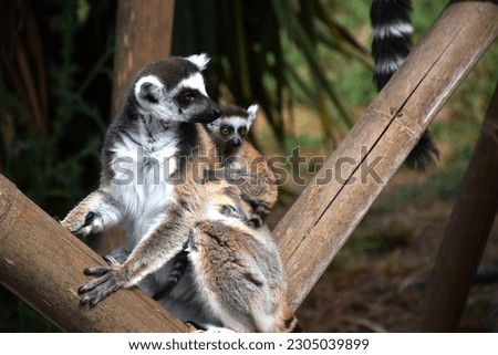 Lemur, Mother and baby, Baby Lemur, animals, cute animal picture