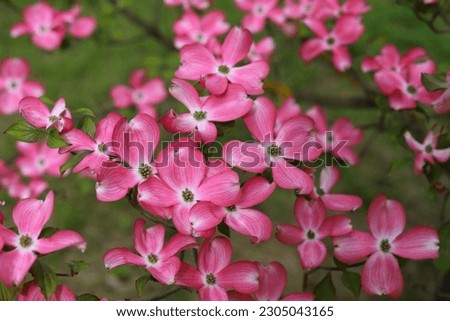 Cornus florida rubra tree with pink flowers. Royalty-Free Stock Photo #2305043165