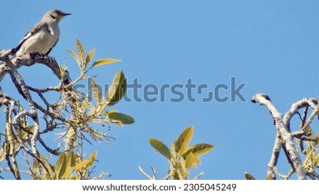 Mockingbird on top of the pepper tree 1