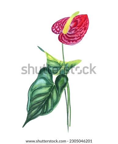 Magenta anthurium flower with leaf watercolor illustration. Hand drawn botanical illustration of tropical flower. Realistic image of an exotic plant for postcards and design.