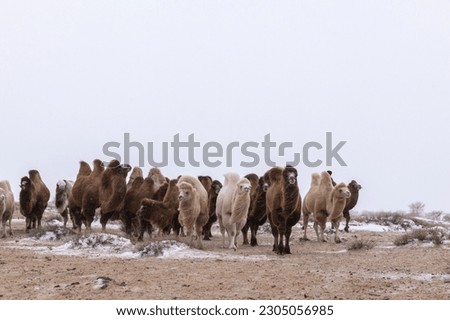 Group of Bactrian camels on a snowy day.also known as the Mongolian camel, is a large even-toed ungulate native to the steppes of Central Asia. It has two humps on its back. Royalty-Free Stock Photo #2305056985