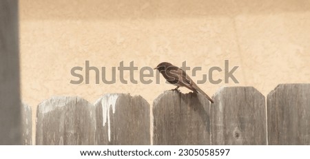 Black Phoebe on a wooden fence