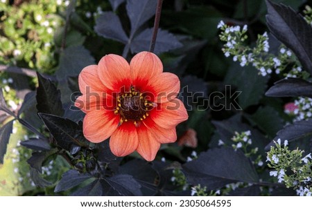 Peach Garden Dahlias - Goth Garden Background Royalty-Free Stock Photo #2305064595