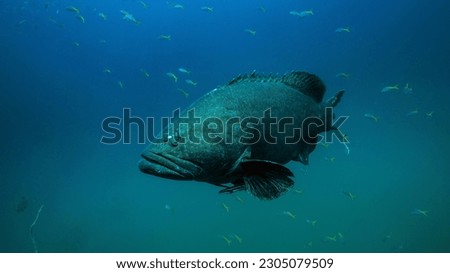 Close up shot of large grey Grouper fish in the tropical waters of Thailand