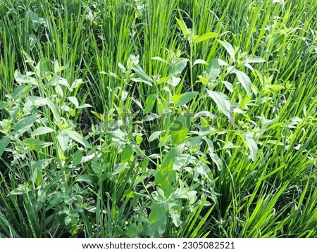 Either the rice plant is full of weeds, gulma rumput penganggu tanaman padi di sawah, disebabkan tanah yang kurang air atau kering, tanaman padi kalah dari rumput, bahkan tanaman padi bisa mati gagal