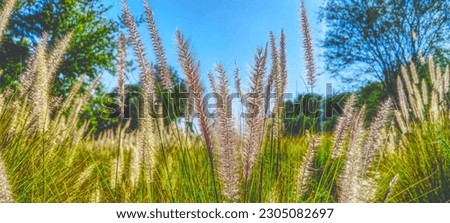 Picture of long grass in Dubai Love lake 