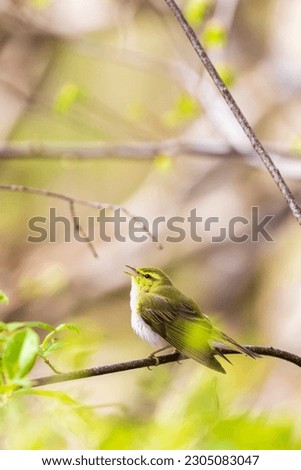 Willow warbler singing in a lush forest at spring Royalty-Free Stock Photo #2305083047