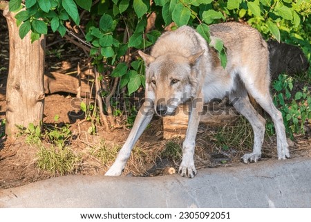 Gray wolf in forest on the green grass. The wolf, Canis lupus, also known as the gray wolf or grey wolf, is a large canine native to Eurasia and North America