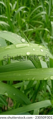 Grass leaf wet after rain drops Royalty-Free Stock Photo #2305093013