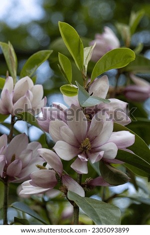 Flowers of Magnolia 'Fairy Blush' in a garden in Spring
