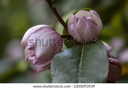 Closeup of emerging flowers of Magnolia 'Fairy Blush' in a garden in Spring