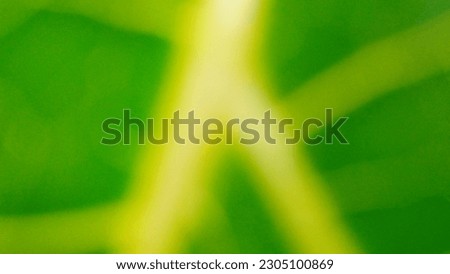 
Green background with yellow line texture from papaya leaves