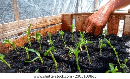 The picture of a hand doing a plant cutting nursery  in a mini polybag