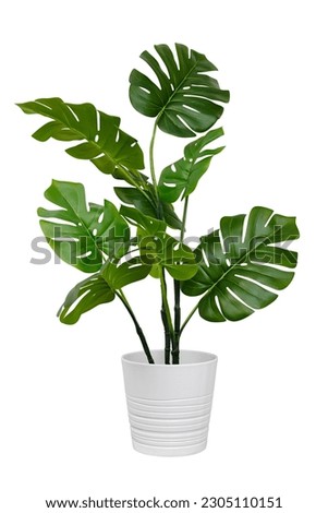 Monstera in a pot isolated. Monstera bush on a white background. Royalty-Free Stock Photo #2305110151