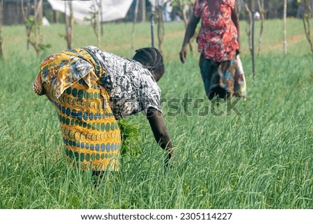 An illustrative image capturing a group of farmers in Africa, exchanging knowledge and techniques at a community gathering, promoting sustainable farming methods and fostering a sense of unity. Royalty-Free Stock Photo #2305114227