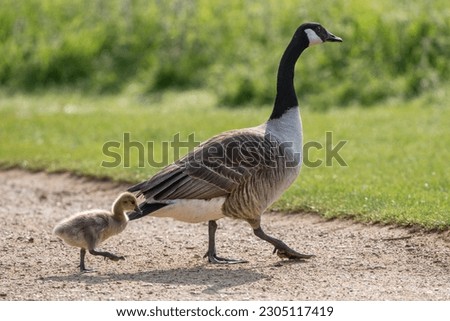 Canada goose showing her little fluffy gosling the way to go Royalty-Free Stock Photo #2305117419