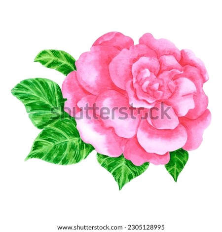 Hand drawn watercolor pink azalea isolated on white background. Can be used for print, postcard, poster, book decoration and other printed products