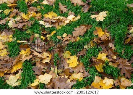 The falling leaves on the green grass