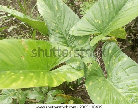 a beautiful taro flower is located in the middle of the forest