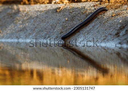 Giant African millipede drinking water at sunset in Kruger National park, South Africa ; Specie Archispirostreptus gigas family of Arthropod 