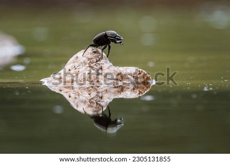 Dung beetle standing on a rock in middle of water in Kruger National park, South Africa ; Specie Scarabaeus viettei family of Coleoptera Royalty-Free Stock Photo #2305131855