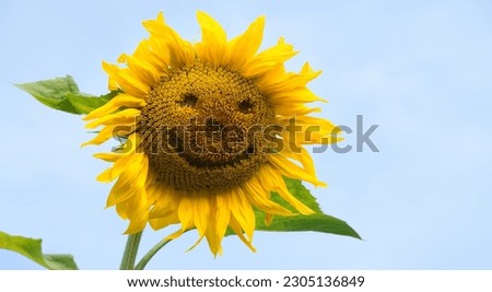 Close up macro view cute old village flora leaf day art large oil seed helianthus isolated park sun blue backdrop scene. Bright gold orange drawn big ripe eco bio logo kid child sunny text space card