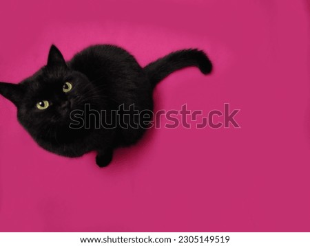 Black cat on pink background 