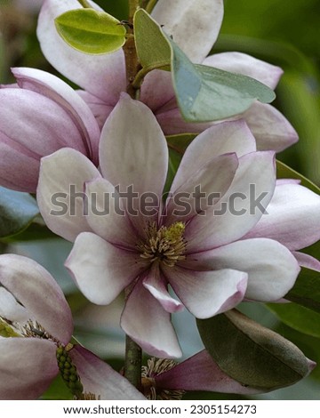 Closeup of flower of Magnolia 'Fairy Blush' in a garden in Spring