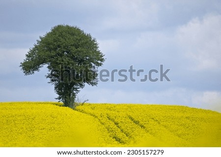 Blue sky with lonely  cherry tree in the fields. Countryside landscape, rural panoramic landscape. Spring on the country. Yellow rapeseed. Lublin province Roztocze, Poland.
